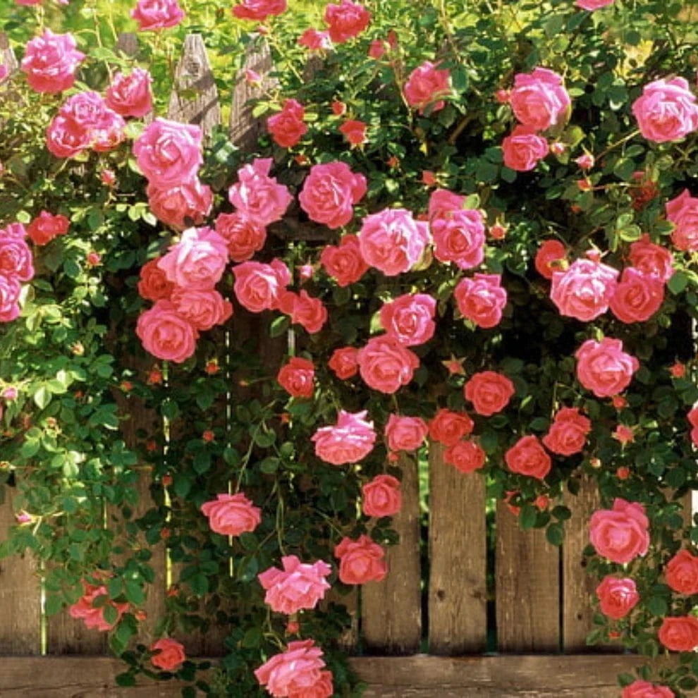 Elegant Climbing Rose Flower Seeds